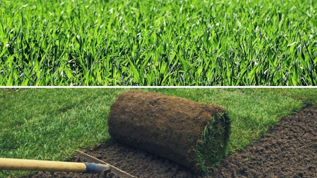 Prato a rotoli e prato seminato: i pro, i contro e le differenze per  realizzare un tappeto erboso perfetto – Giardini Balduzzi