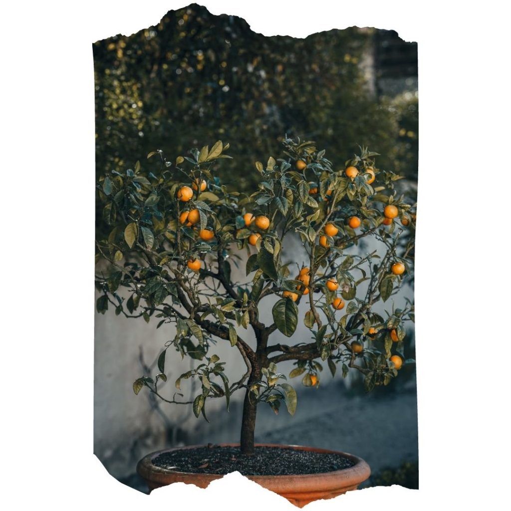 mandarino in vaso
