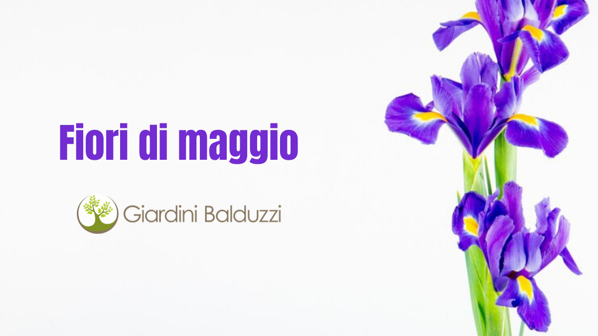 Fiori di maggio