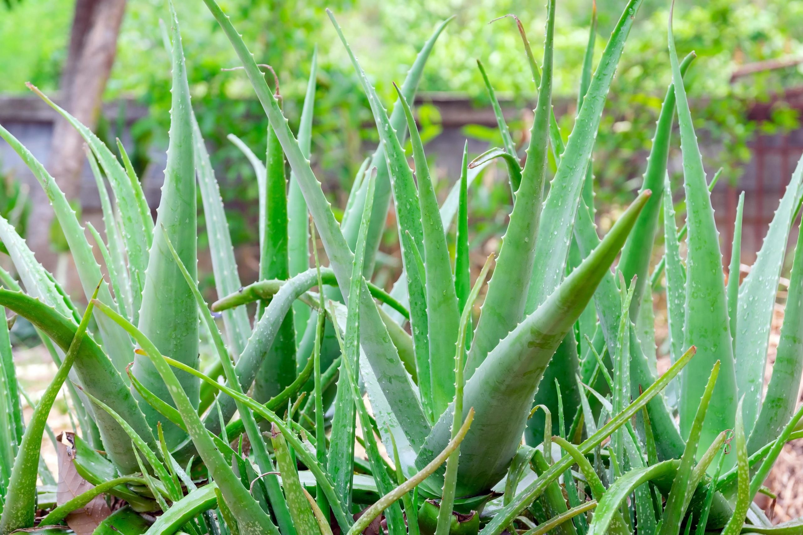 aloe vera