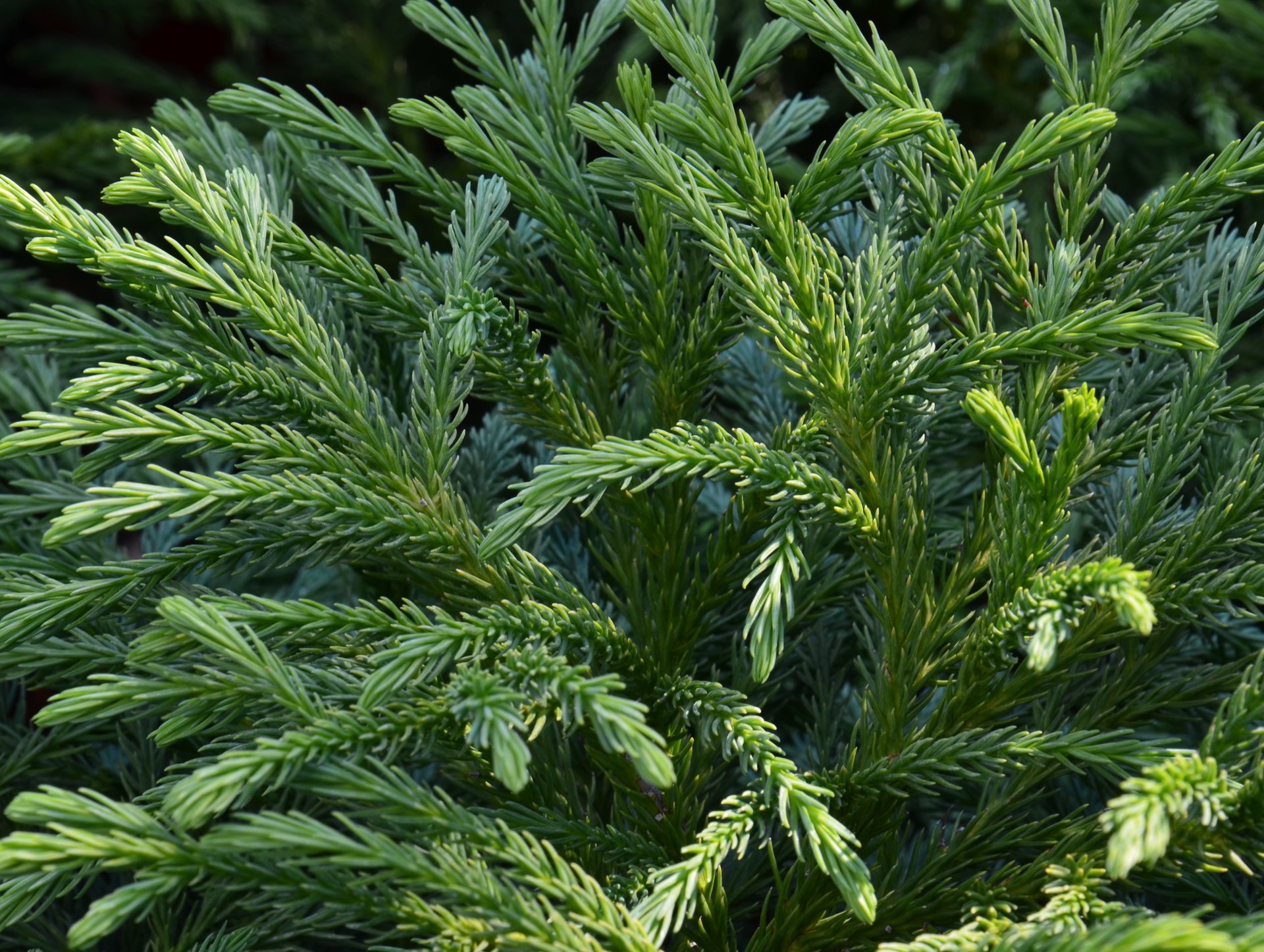 Cryptomeria