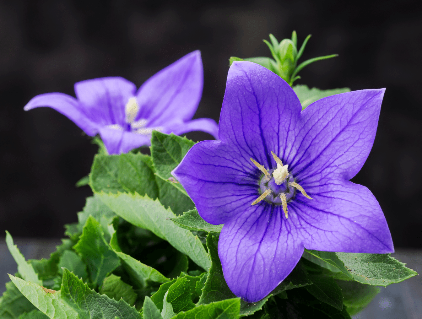 Campanula grandiflora (Platycodon grandiflorus)