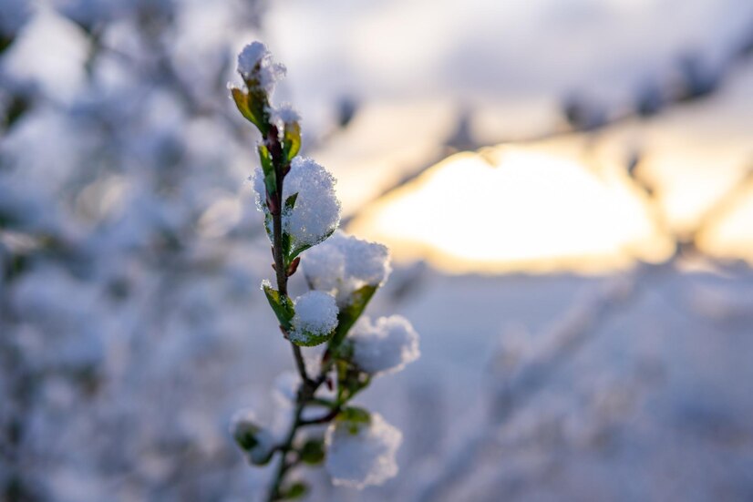 Neve e gelo pronto soccorso per alberi e cespugli