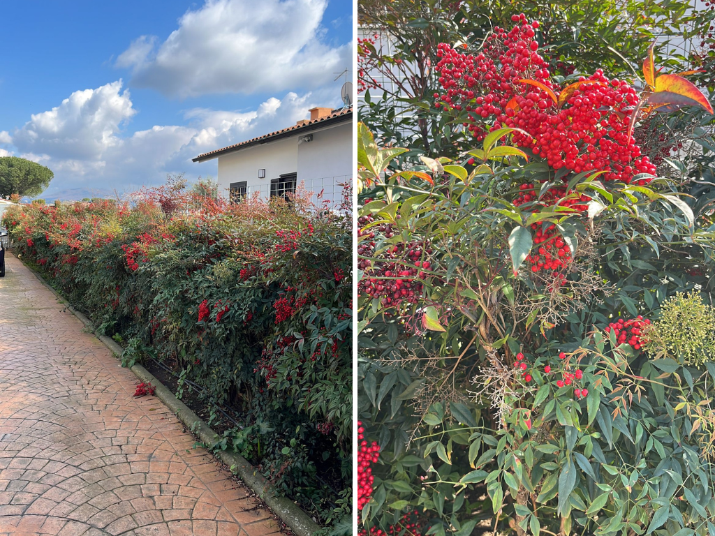 Nandina domestica