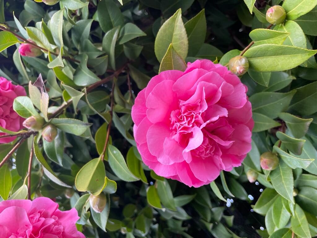 camelia japonica