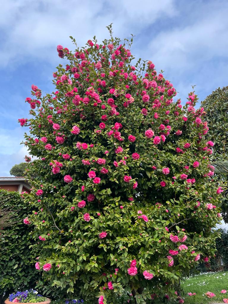 Camelia japonica fiore doppio