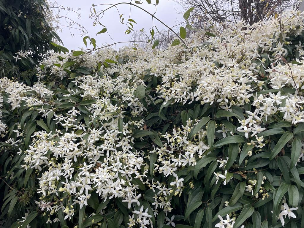 Clematis Armandii