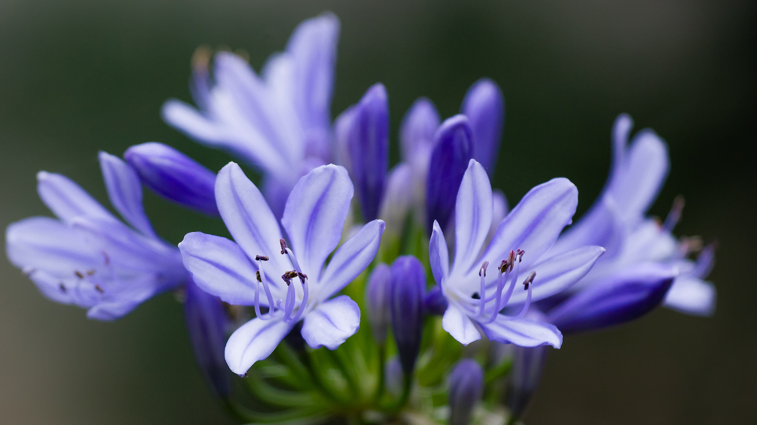 Agapanthus