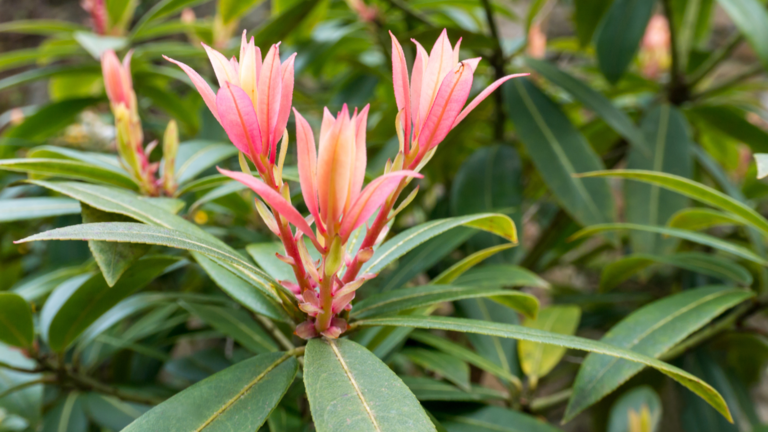 Pieris japonica