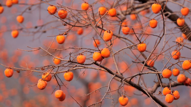 L'albero del cachi: una delizia tropicale nel tuo giardino