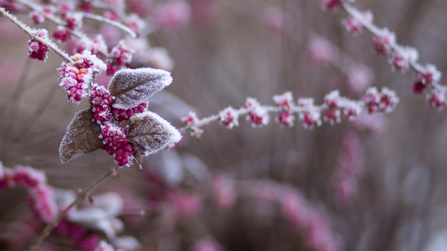 fiori invernali