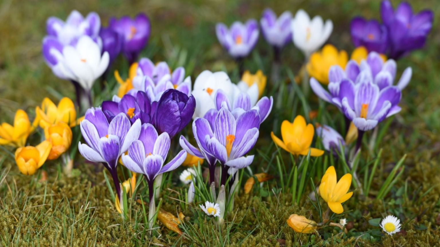 Crocus