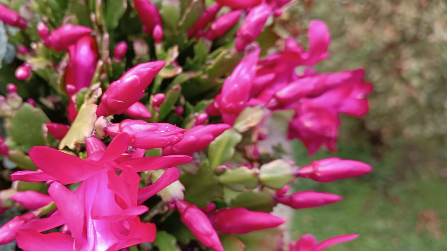 Schlumbergera